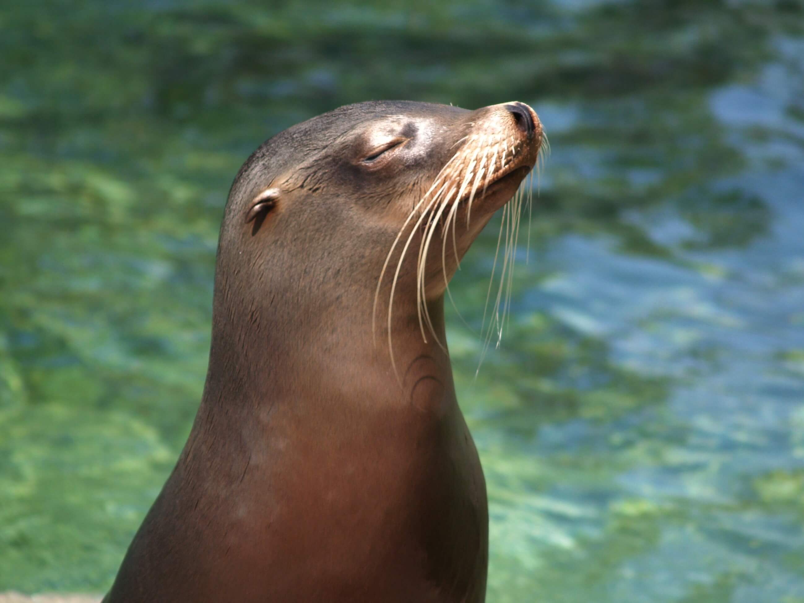 Steven van Rosendaal