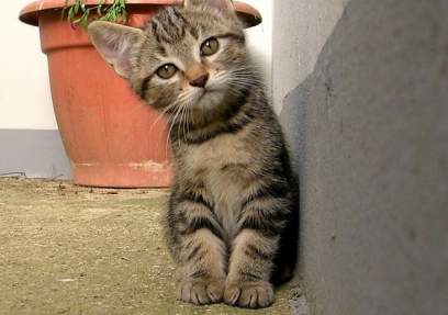 A cute kitten staring at the camera